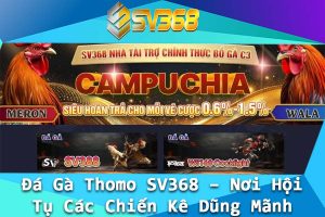 Da Ga Thomo SV368 – Noi Hoi Tu Cac Chien Ke Dung Manh