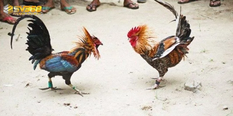 chia se cach choi ga da cua sat tai nha cai sv368